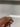 Bronchoscope Pentax EB-1575K occasion - Fonctionnel (X) - photo 4